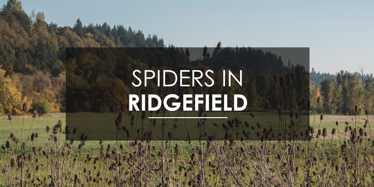 Spiders in Ridgefield