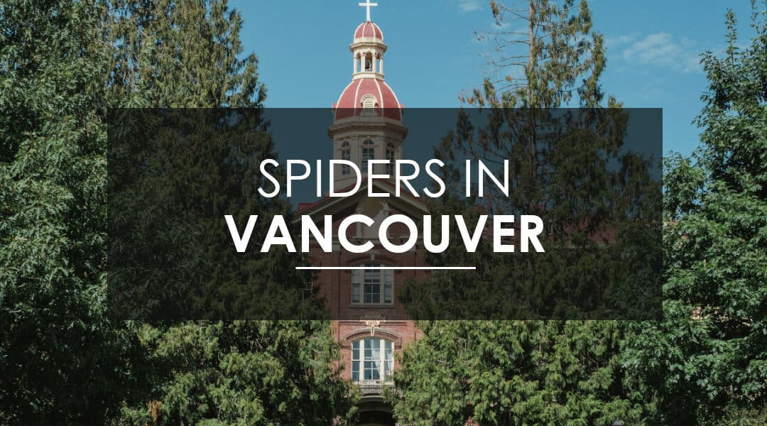 Spider Pest Control in Vancouver, WA