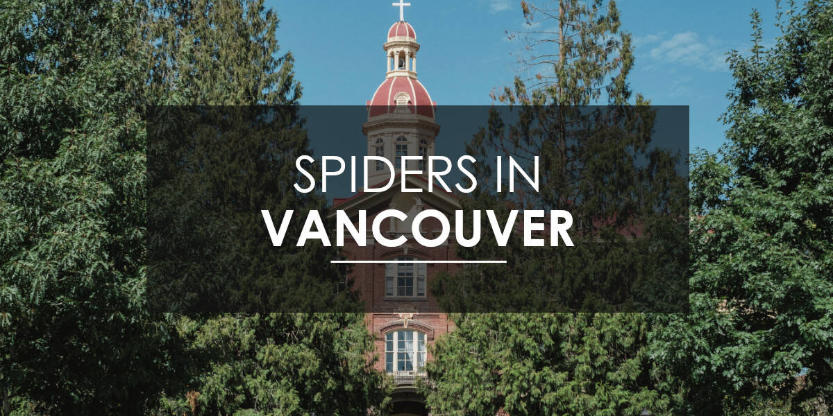 Spiders in Vancouver