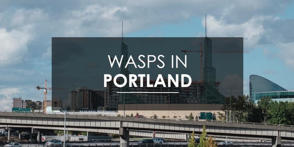 Wasps in Portland