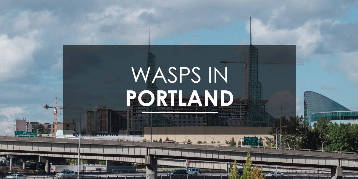 Wasps in Portland