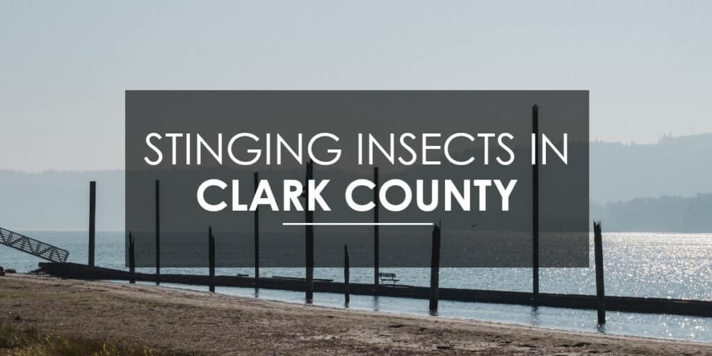 Stinging Insects in Clark County