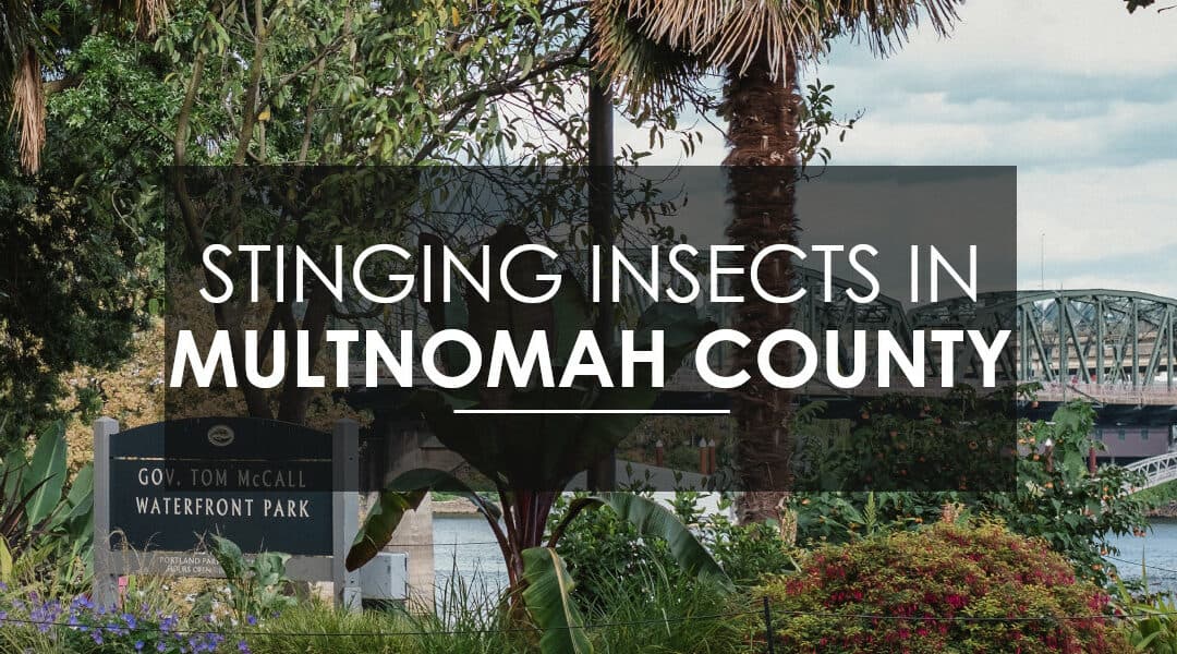 Wasps, Hornets, and Yellow Jackets in Multnomah County