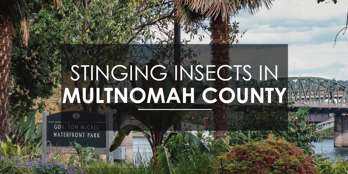 Stinging Insects in Multnomah County