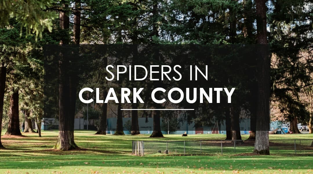 EFFECTIVE AND FAMILY FRIENDLY SPIDER CONTROL IN CLARK COUNTY