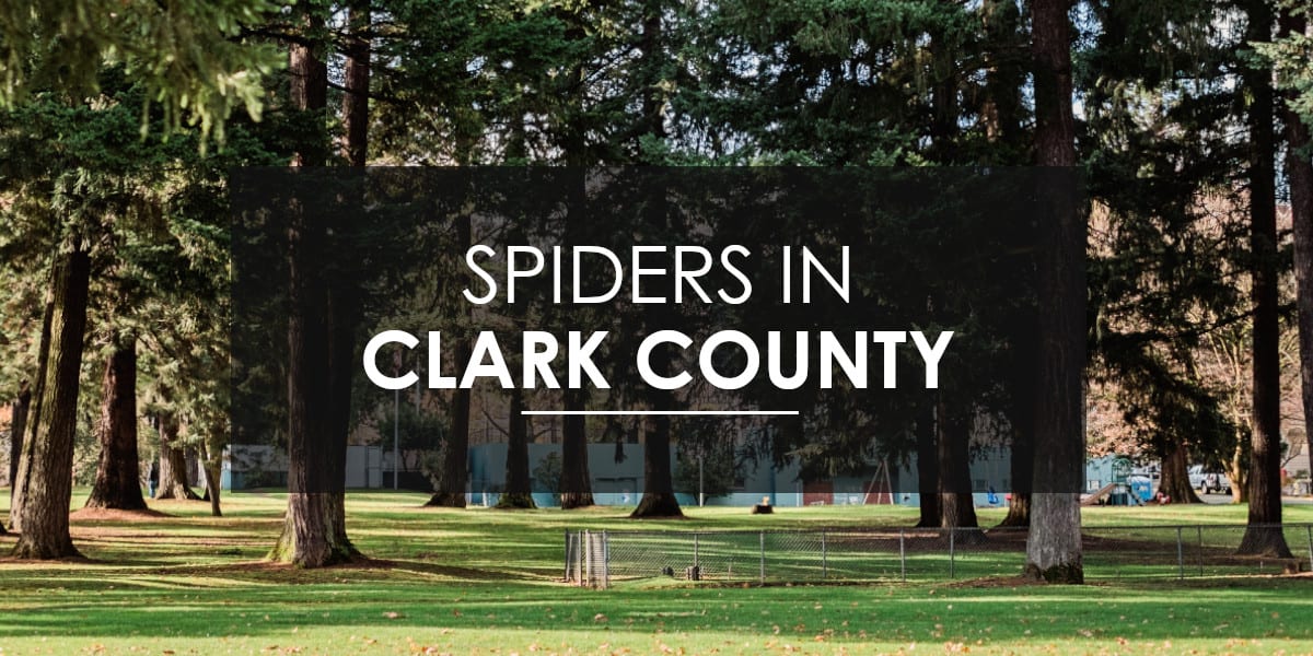 Spiders in Clark County