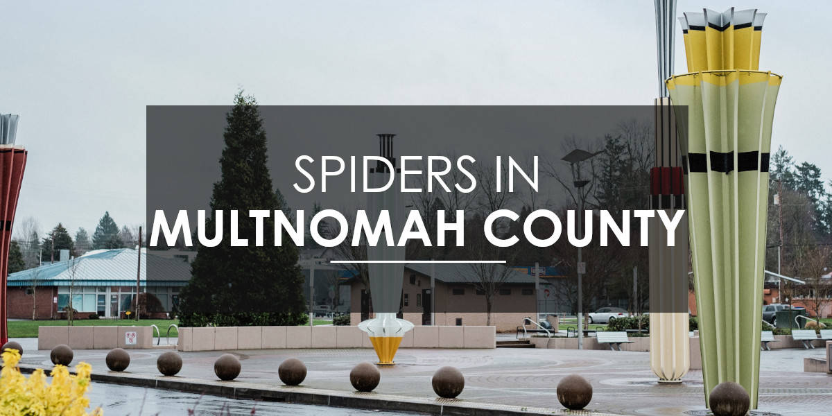 Spiders in Multnomah County