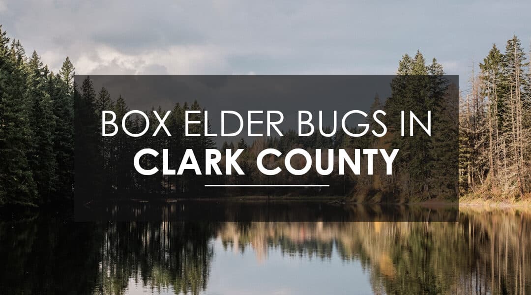 Exterminating Boxelder and  Stink Bugs In Clark County