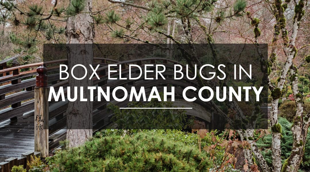 Exterminating Boxelder Beetles and Stink Bugs In Multnomah County