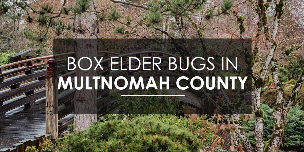 Box elder bugs in multnomah county.