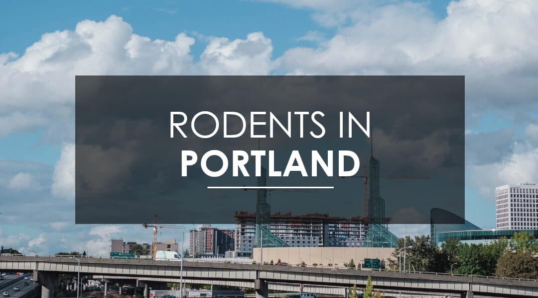 Mice and Rat Extermination  in Portland, OR