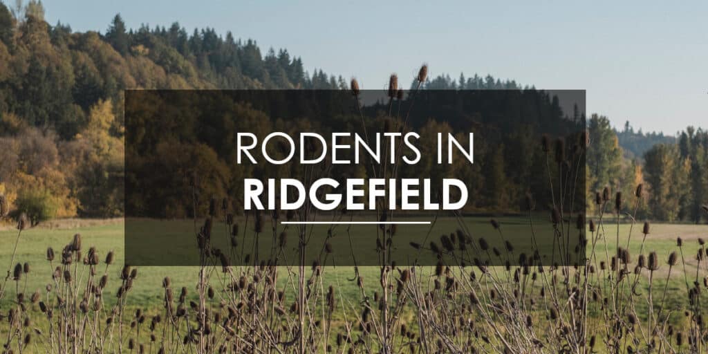 Rodents in Ridgefield