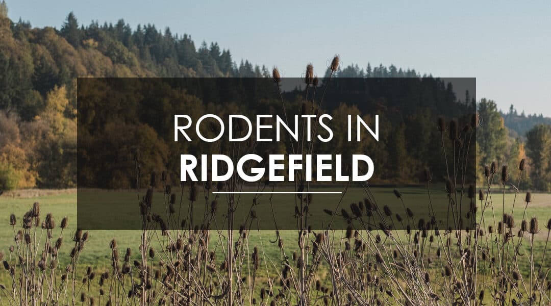 Mice and Rat Extermination  In Ridgefield, WA