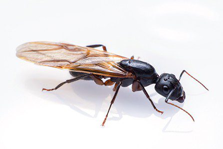 carpenter ants size