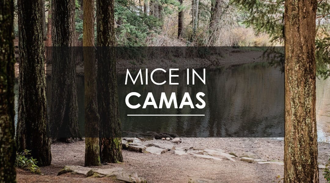 Mice in Camas, WA