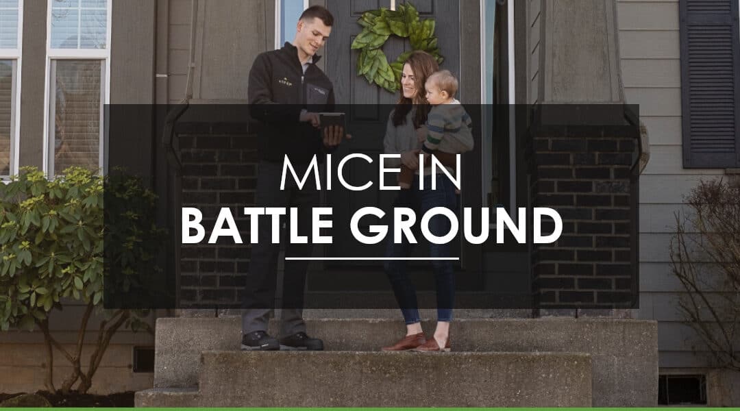 Battleground, WA Mice Infestation: How do I get rid of the mice I have,  and prevent them from coming back?