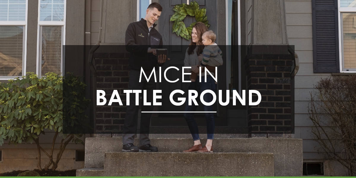 Mice in Battle Ground