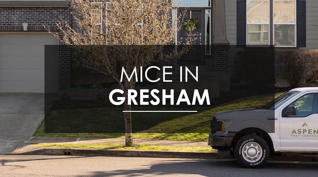 Gresham Mice Extermination: How do I know if I have a mouse infestation?