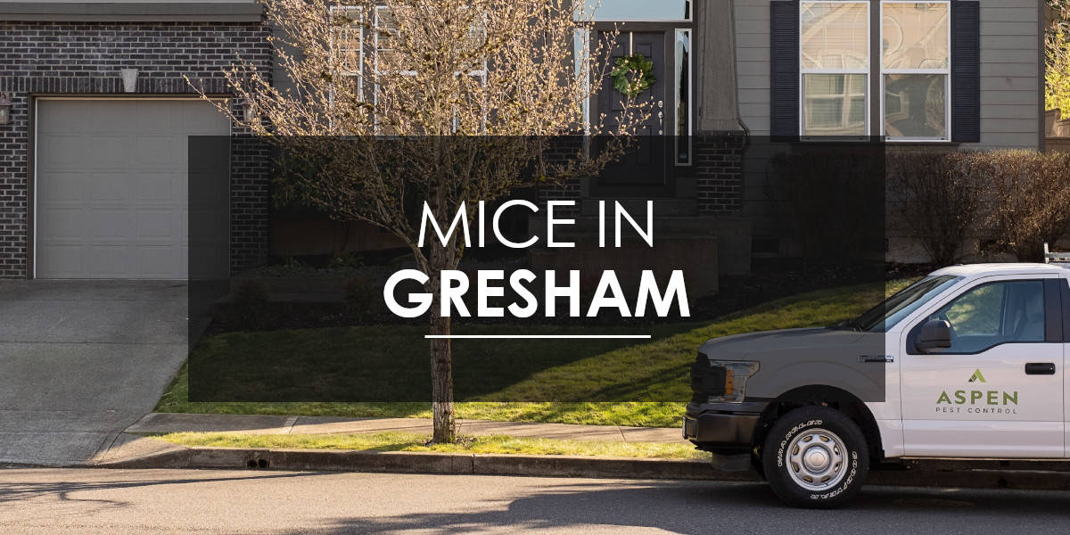 Mice in Gresham