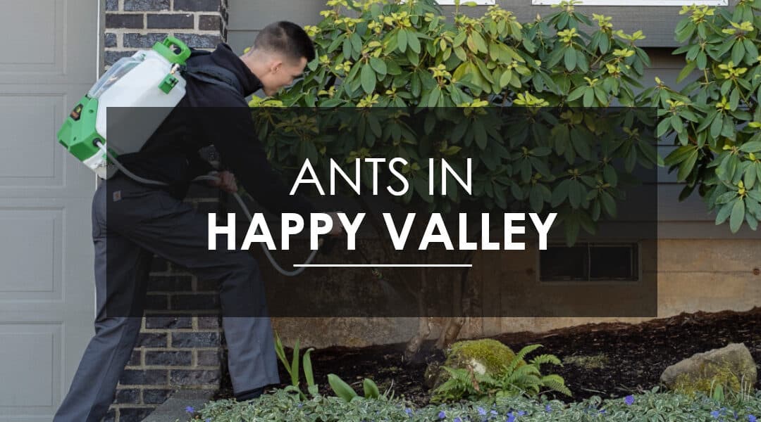 Sugar Ant Extermination  in Happy Valley