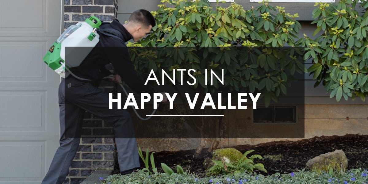 Ants in Happy Valley