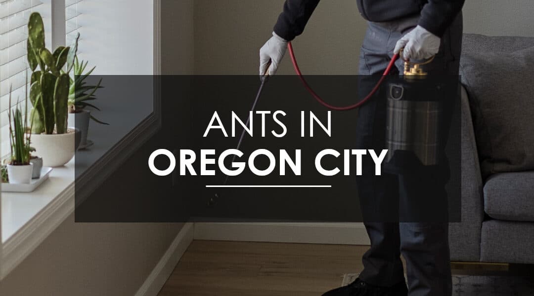 Oregon City Sugar Ant Extermination