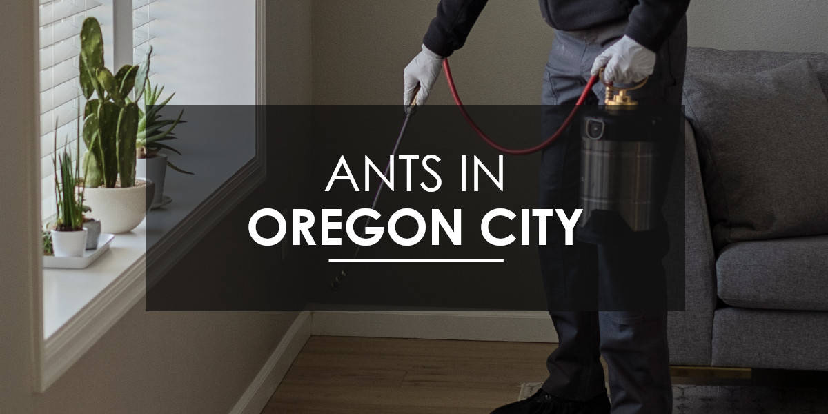 Ants in Oregon City