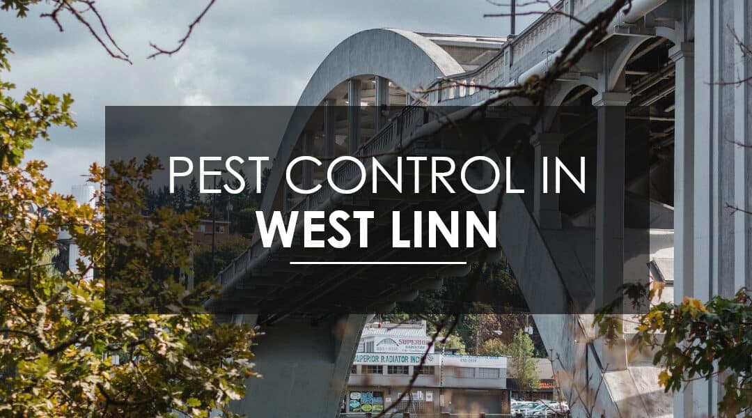 Do I Need Quarterly  Pest Control in West Linn?
