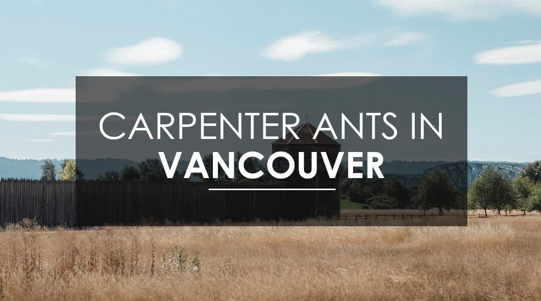 Carpenter Ant Extermination  Vancouver, WA