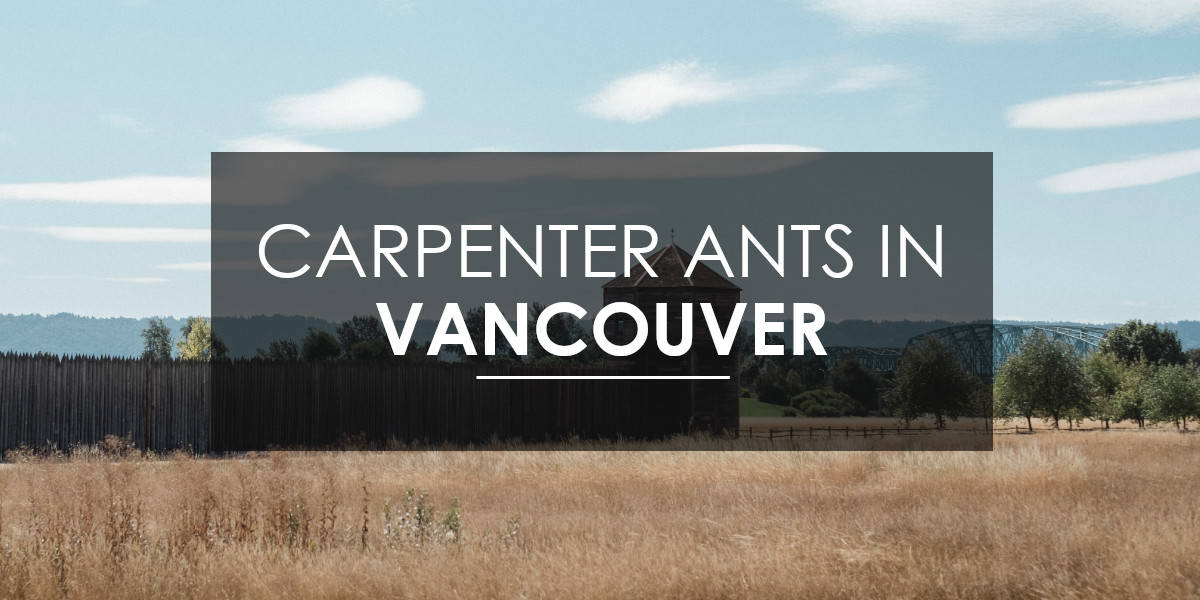 Carpenter ants in Vancouver