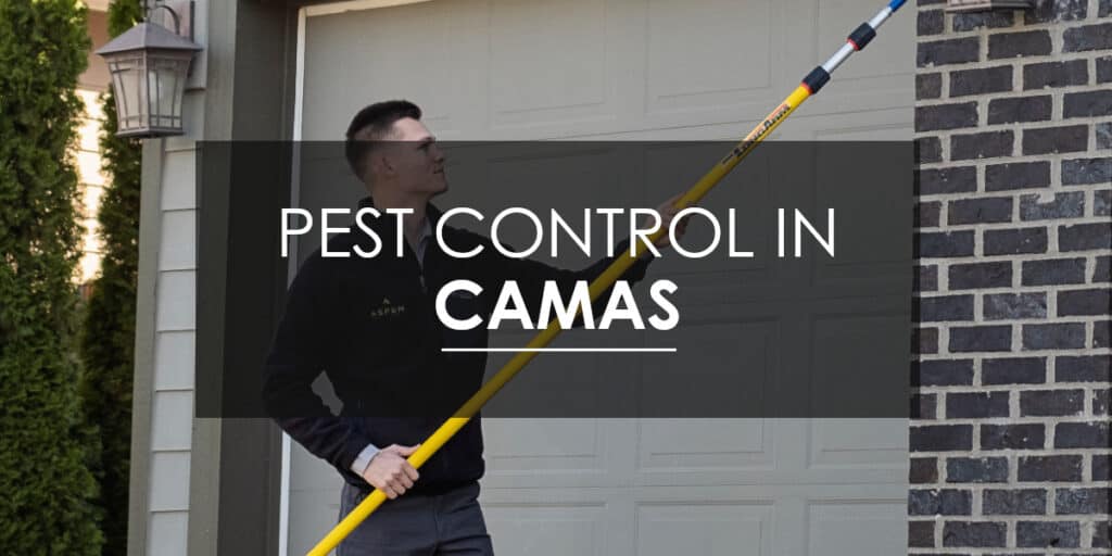 Pest Control in Camas