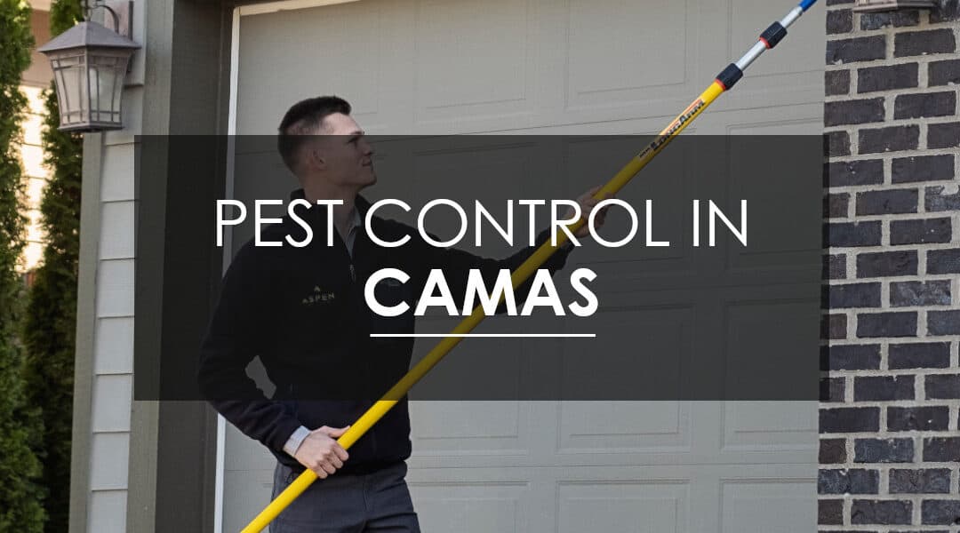 The Advantages of Year-Round Pest Control Services in Camas