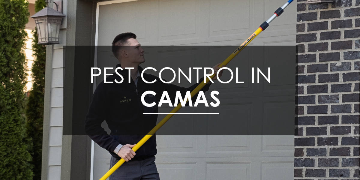 Pest Control in Camas