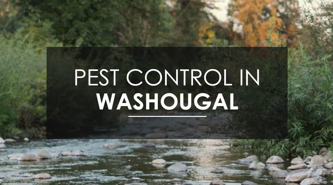 Should I Invest in Year-Round Pest Control in Washougal?