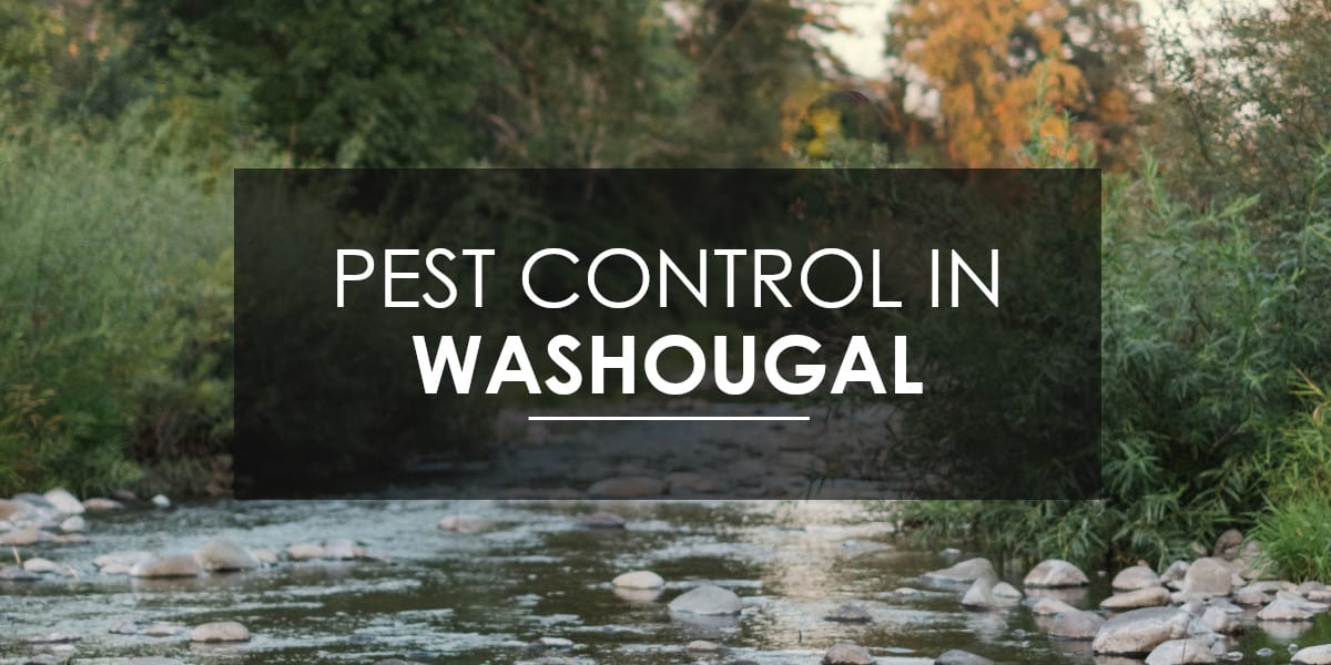 Pest Control in Washougal