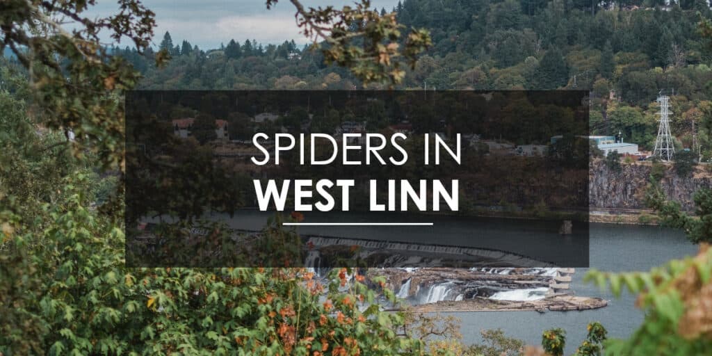 Spiders in West Linn