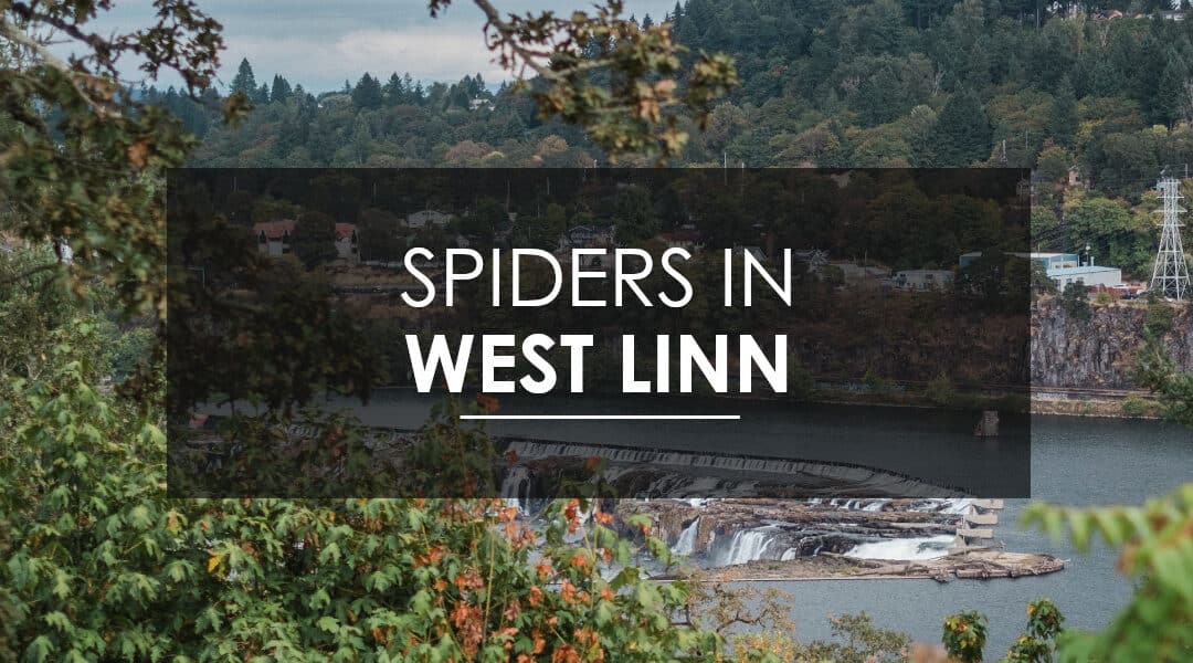 Spider Extermination In West Linn