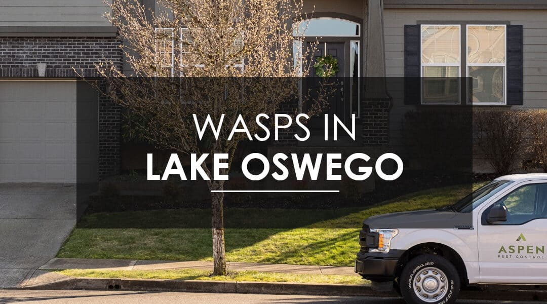 Aspen Pest Control: Wasps, Hornets, and Yellow Jackets in Lake Oswego