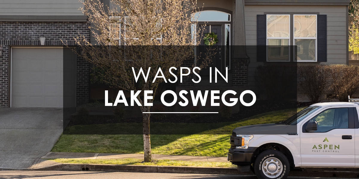 Wasps in Lake Oswego