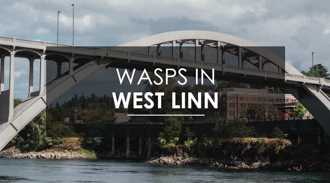 Aspen Pest Control: Wasps, Hornets, and Yellow Jackets in West Linn