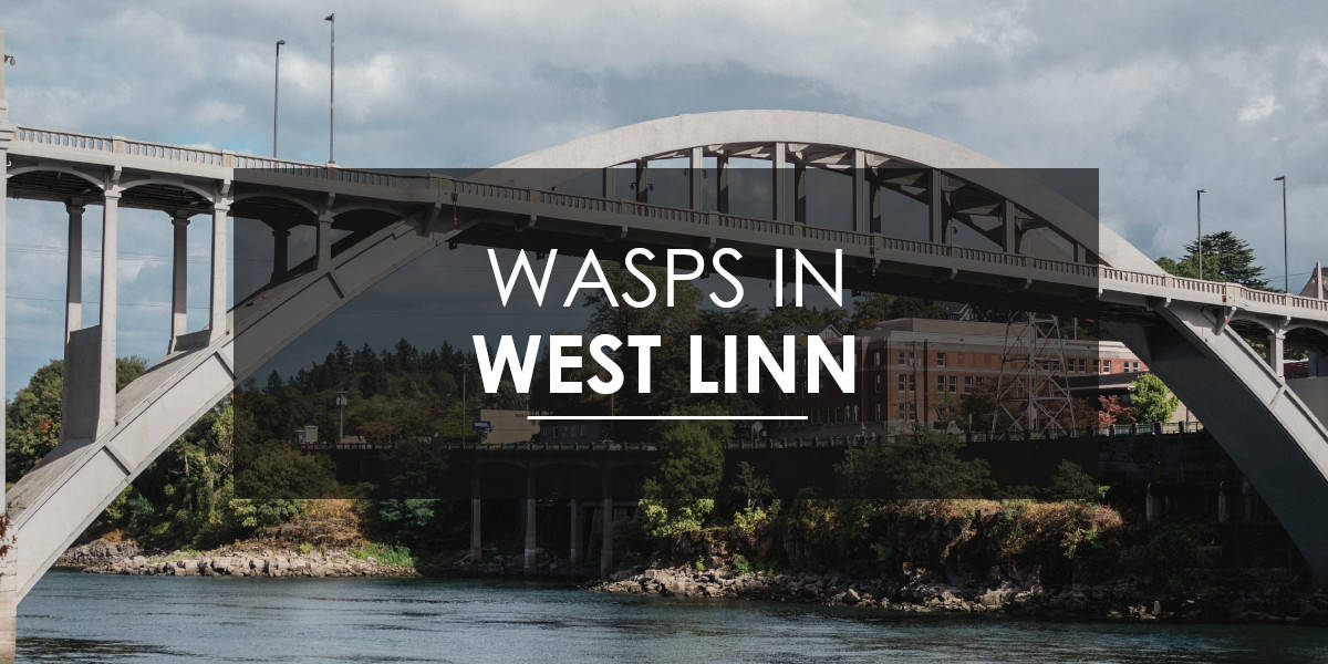 Wasps in West Linn