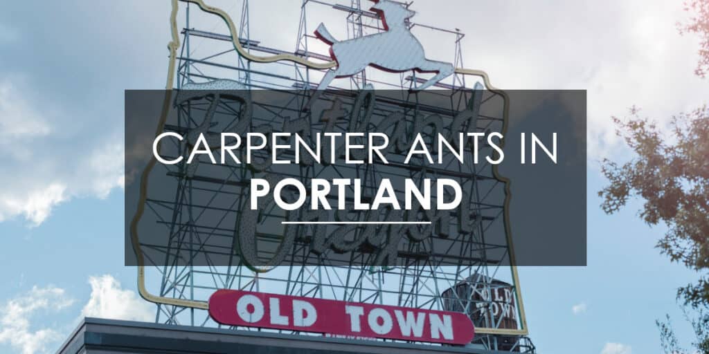 Carpenter ants in Portland