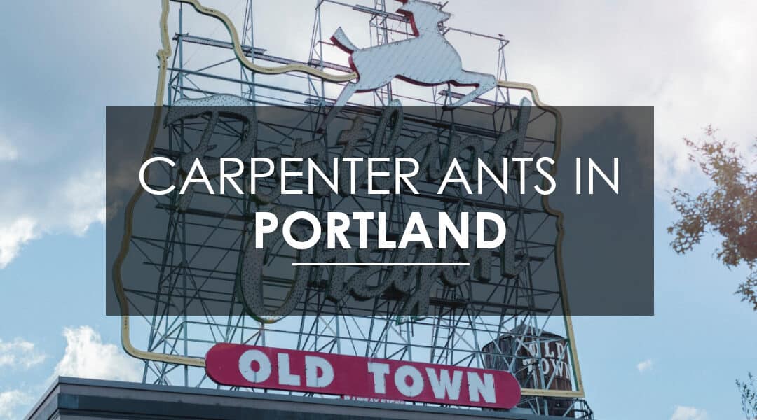 Carpenter Ant Extermination in Portland: Everything Portland needs to know about carpenter ants, and how to get rid of them — for good!  Courtesy of Aspen Pest Control
