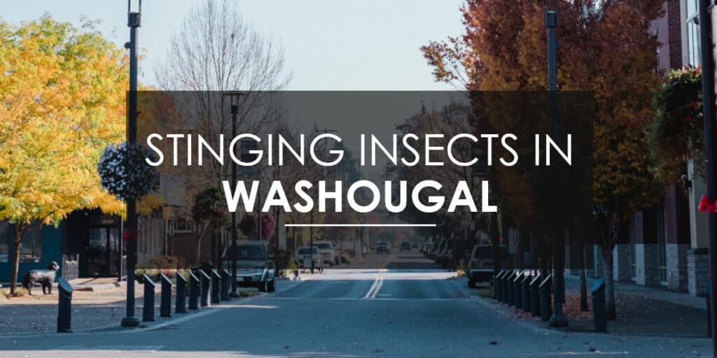 Stinging Insects in Washougal
