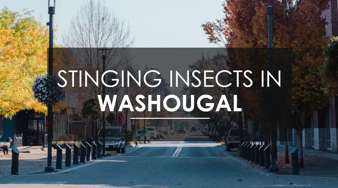 Wasps, Hornets, and  Yellow Jacket Extermination: What every Washougal Home and Business Owner Should Know