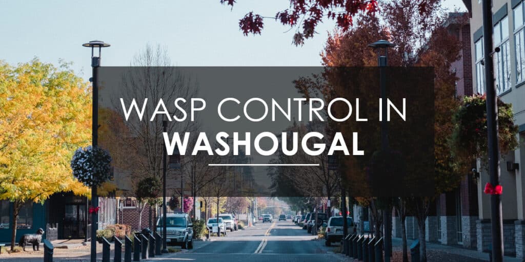 Wasps in Washougal