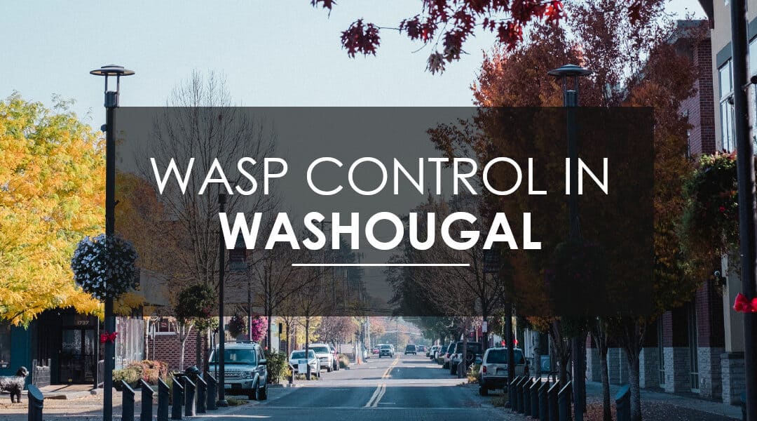 Wasp, Hornet, and Yellow Jacket Extermination in Washougal