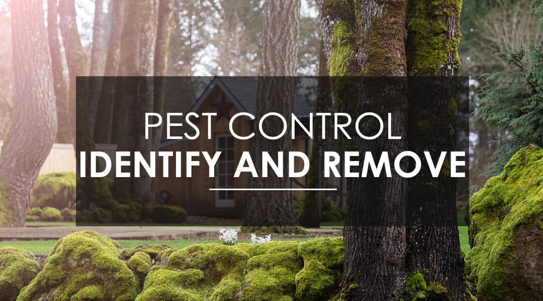 Pest Control: Identify and get rid of pests in your home