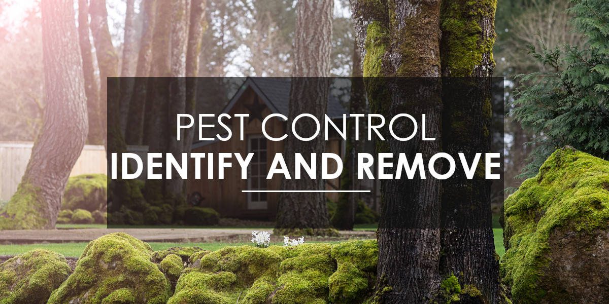 Identify and Remove Pests