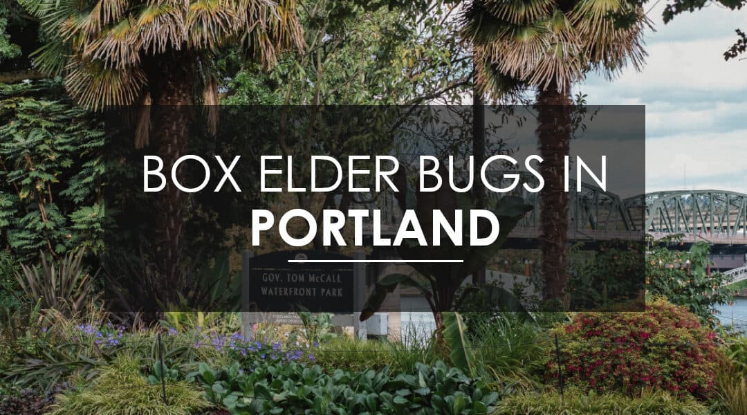 My Portland Home is Infested with Boxelder Bugs — How Do I Exterminate Them?